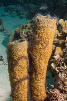 Parazoanthus catenularis (Brown Sponge Zoanthid)
