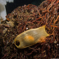 Cephaloscyllium ventriosum (Swell Shark)
