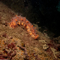 Parastichopus californicus (California Sea Cucumber)