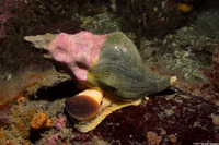 Kelletia kelletii (Kellet's Whelk)