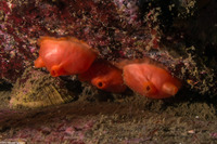 Cnemidocarpa finmarkiensis (Shiny Orange Sea Squirt)