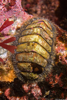 Mopalia lignosa (Woody Chiton)