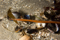 Syngnathus leptorhynchus (Bay Pipefish)