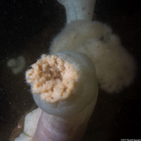 Metridium farcimen (White-Plumed Anemone)