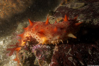 Parastichopus californicus (California Sea Cucumber)