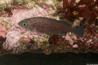 Sebastes mystinus (Blue Rockfish)