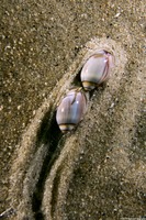 Callianax biplicata (Olive Snail)