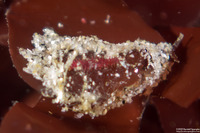 Micronereis nanaimoensis (Micronereis nanaimoensis)