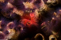 Serpula columbiana (Serpulid Worm)