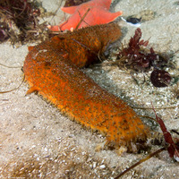 Apostichopus parvimensis (Warty Sea Cucumber)
