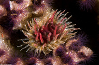 Anthopleura artemisia (Moonglow Anemone)