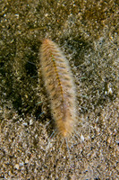 Hesperonoe sp.1 (Hesperonoe sp.1)