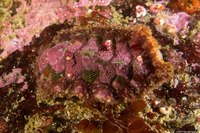Mopalia ciliata (Hairy Chiton)