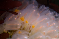 Clavelina huntsmani (Light Bulb Tunicate)
