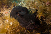 Aplysia vaccaria (Black Sea Hare)