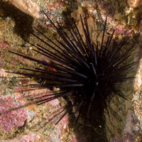 Centrostephanus coronatus (Crowned Urchin)