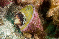 Megastraea undosa (Wavy Turban Snail)