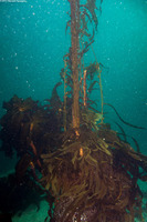 Macrocystis pyrifera (Giant Kelp)