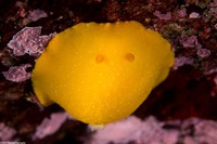 Doriopsilla fulva (White-Speckled Dorid)