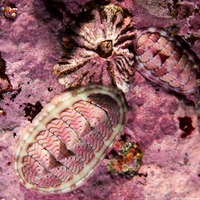 Tonicella lineata (Blue Lined Chiton)