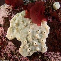 Didemnum sp.4 (Didemnum sp.4)