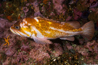 Sebastes caurinus (Copper Rockfish)