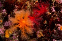 Psolus chitonoides (Slipper Sea Cucumber)