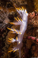 Dendronotus albus (White Dendronotus)