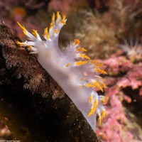 Dendronotus albus (White Dendronotus)