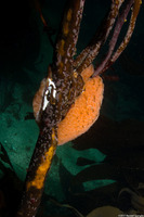 Aplidium solidum (Red Ascidian)
