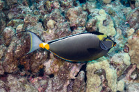 Naso lituratus (Orangespine Unicornfish)
