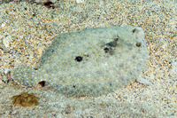 Bothus mancus (Flowery Flounder)