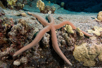 Linckia guildingi (Green Linckia)