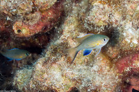 Chromis vanderbilti (Blackfin Chromis)