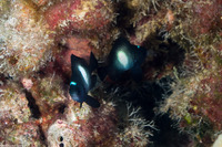 Dascyllus albisella (Hawaiian Dascyllus)