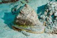 Cassis cornuta (Horned Helmet)