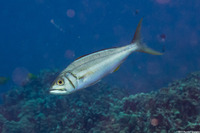 Aphareus furca (Smalltooth Jobfish)