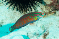 Halichoeres ornatissimus (Ornate Wrasse)