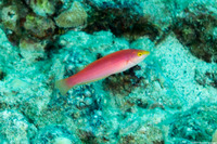 Pseudojuloides cerasinus (Pencil Wrasse)
