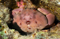 Carpilius convexus (Convex Crab)