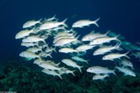 Mulloidichthys vanicolensis (Yellowfin Goatfish)