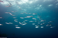 Decapterus macarellus (Mackerel Scad)
