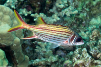 Neoniphon sammara (Spotfin Squirrelfish)
