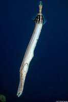 Aulostomus chinensis (Trumpetfish)