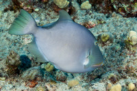Sufflamen fraenatum (Bridled Triggerfish)