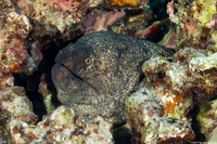 Gymnothorax flavimarginatus (Yellowmargin Moray)