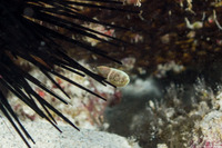 Anampses chrysocephalus (Psychedelic Wrasse)