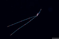 Family Hippolytidae (Larval Hippolytidae Shrimp)