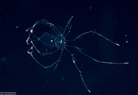 Panulirus sp.1 (Lobster Phyllosoma)