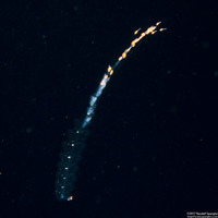 Forskalia s.1 (Forskalia sp.1)